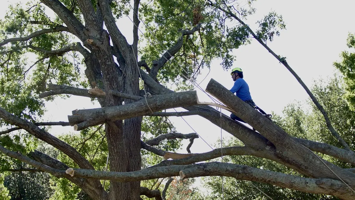 Professional Crown Thinning performed by certified arborists in Hollowville