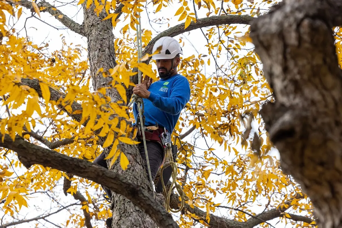 Skilled Tree Pruning crew working in Hollowville