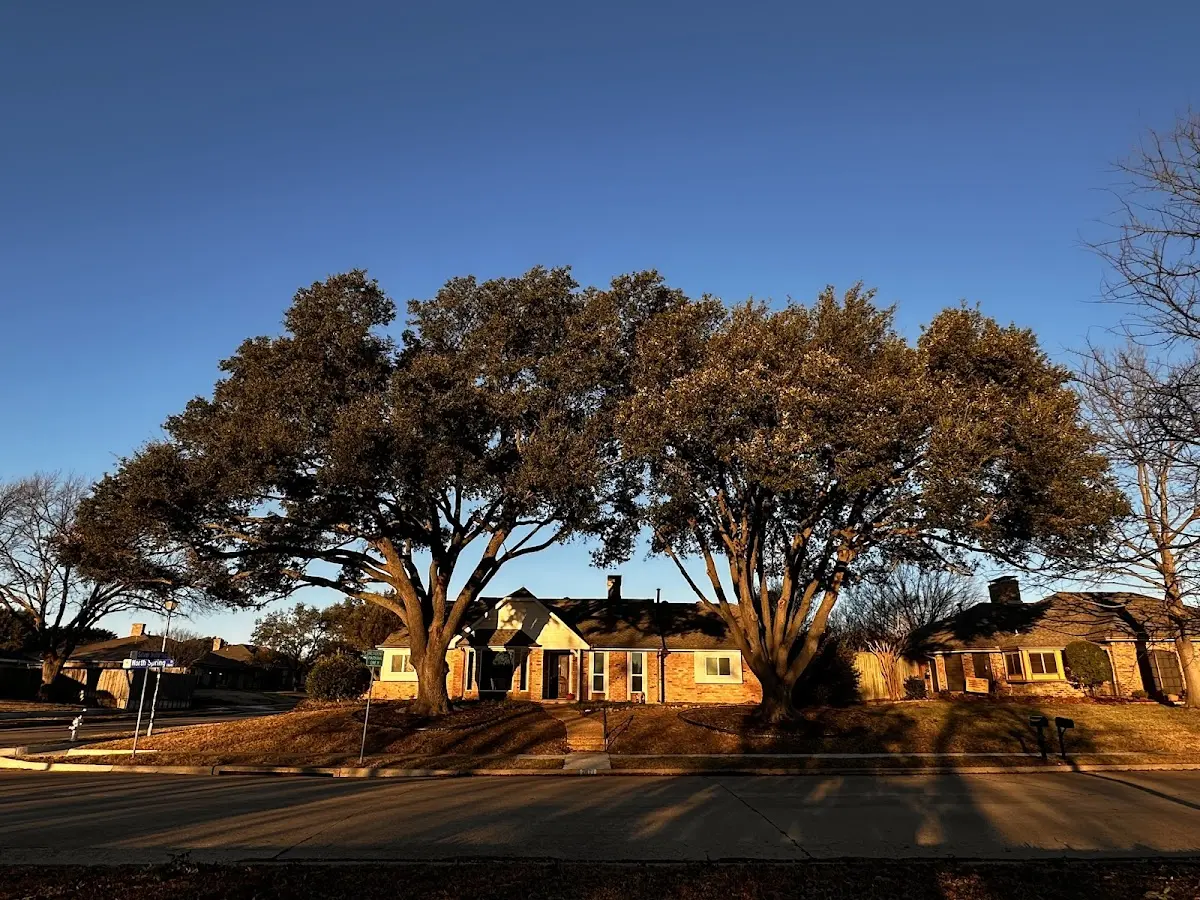 Established residential canopy tree shading a home in Hollowville